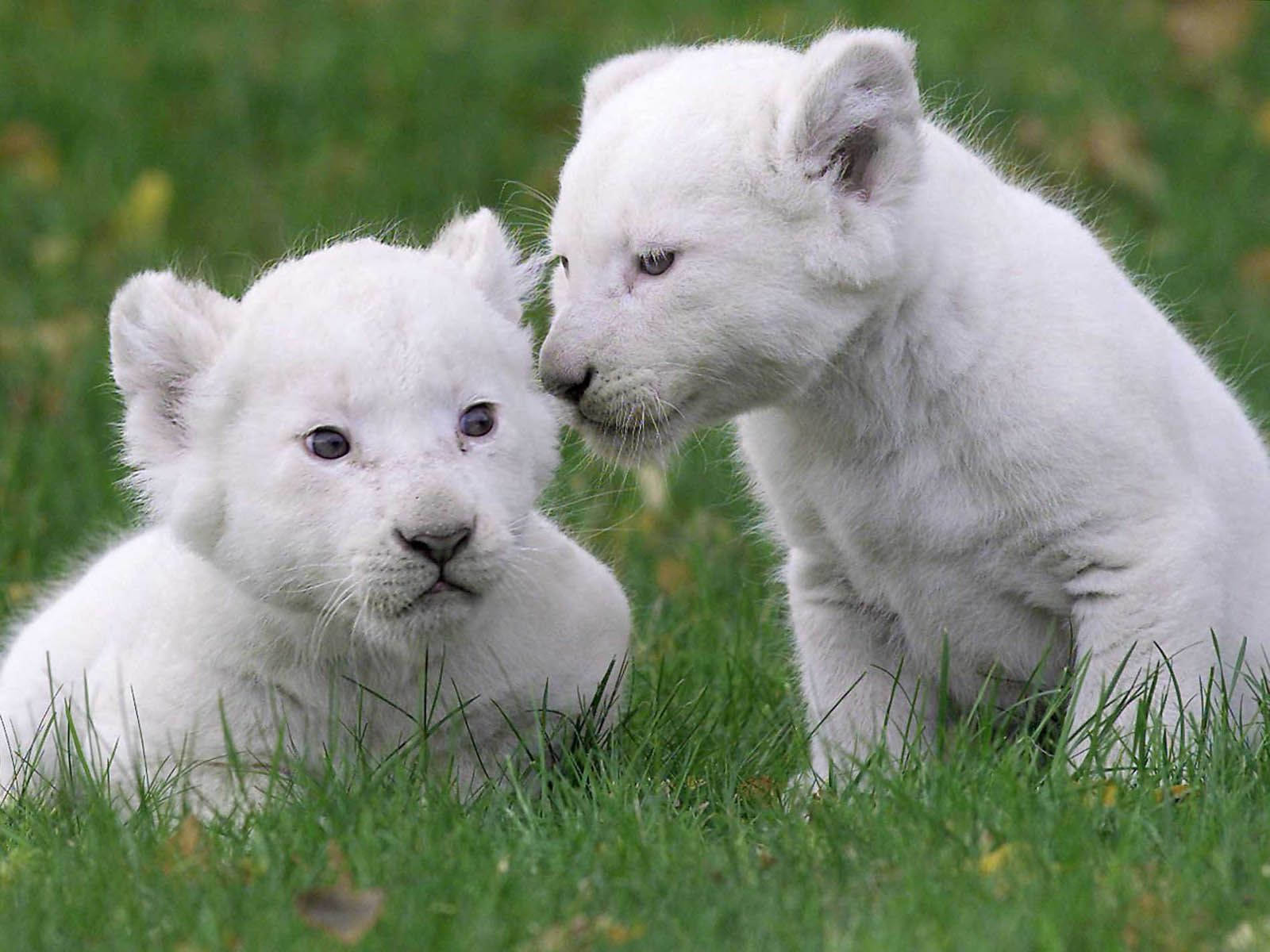 Two White Baby Lions Wallpaper