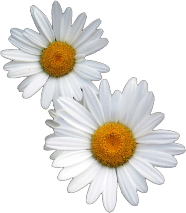 Two White Daisies Transparent Background PNG