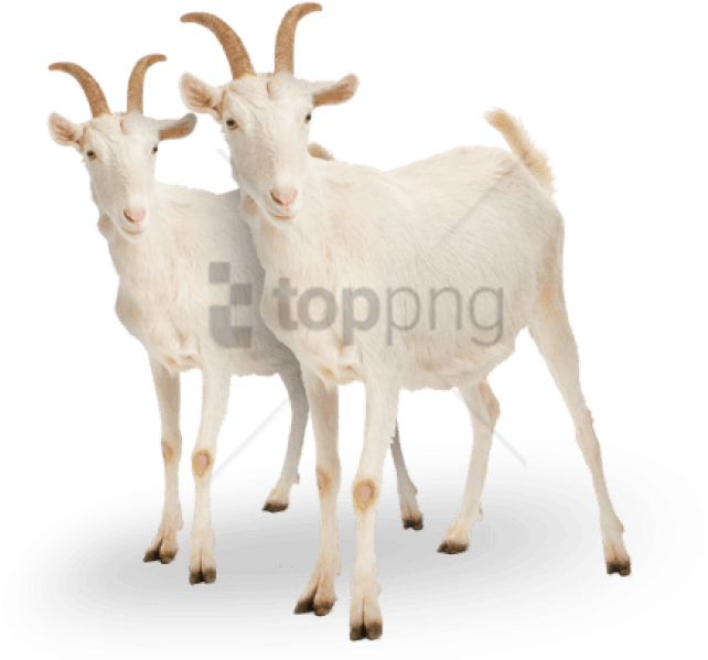 Two White Goats Standing PNG