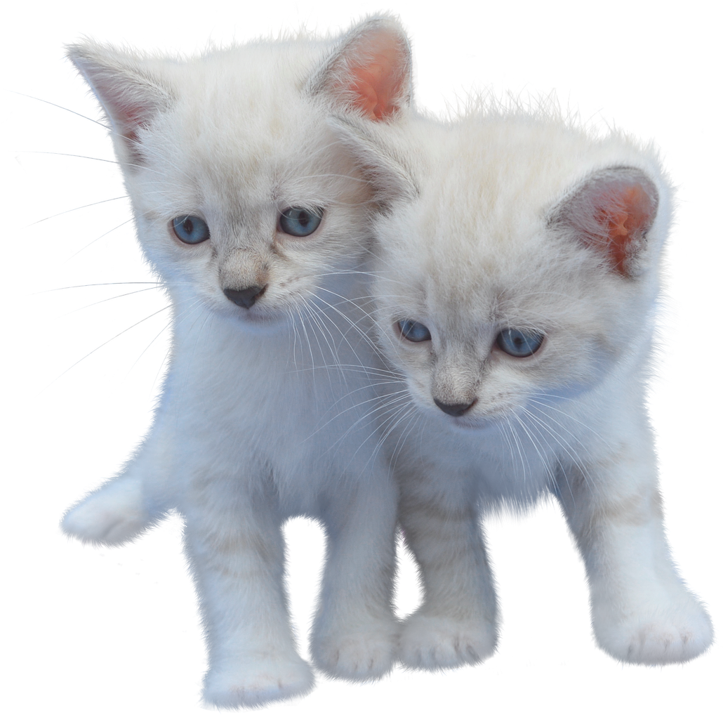 Two White Kittens Together PNG
