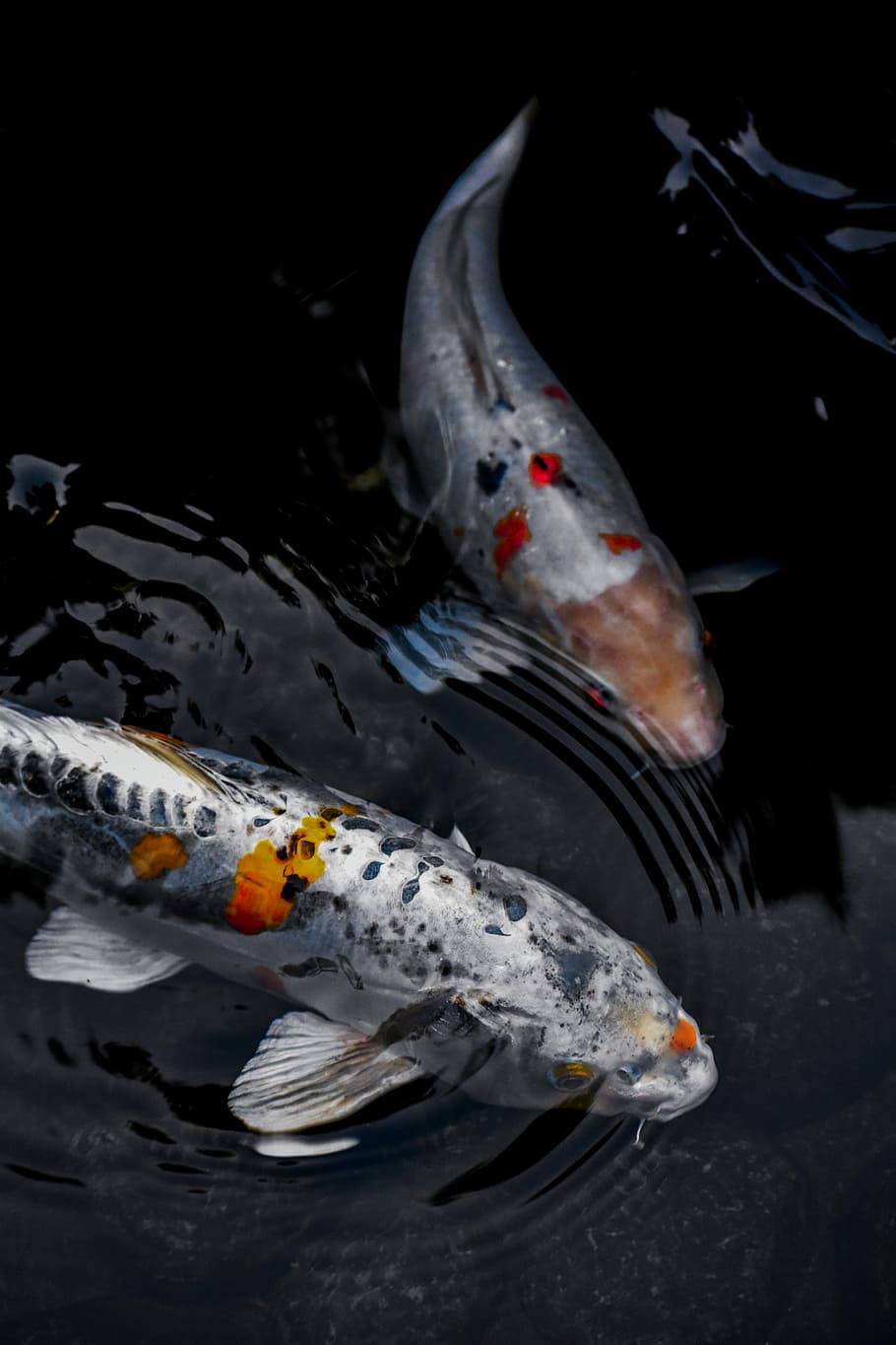 Two White Koi Fish Iphone Wallpaper