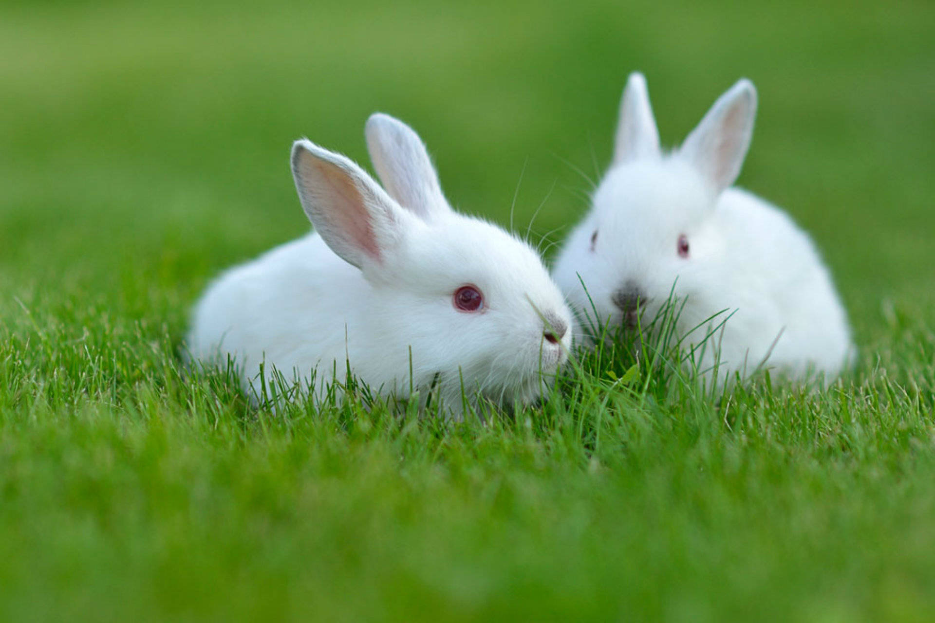 White Rabbit Photos, Download The BEST Free White Rabbit Stock Photos & HD  Images