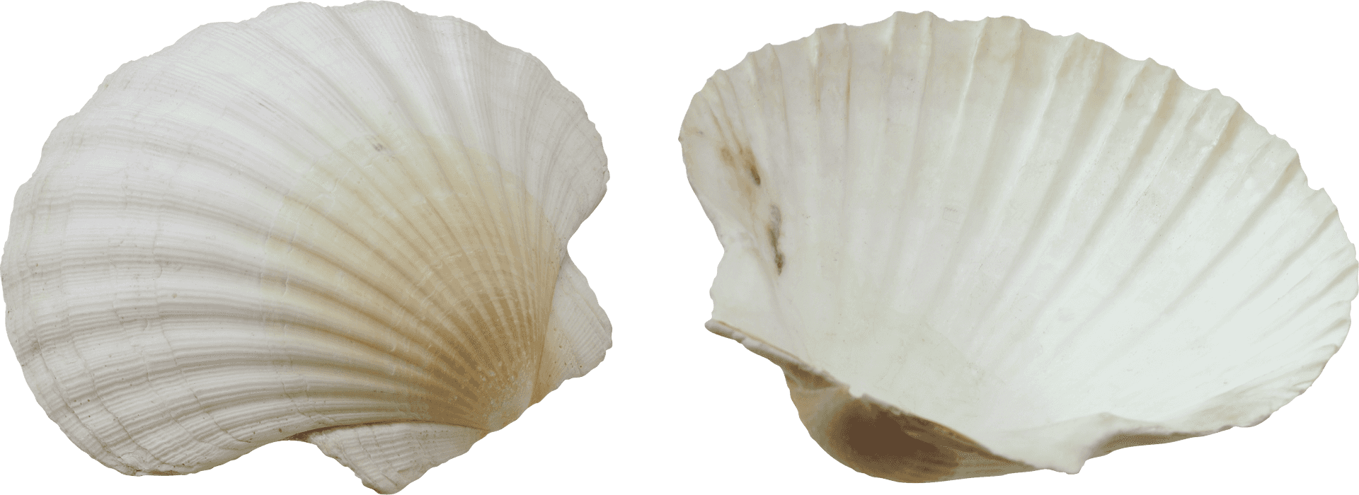 Two White Seashells Isolated Background PNG
