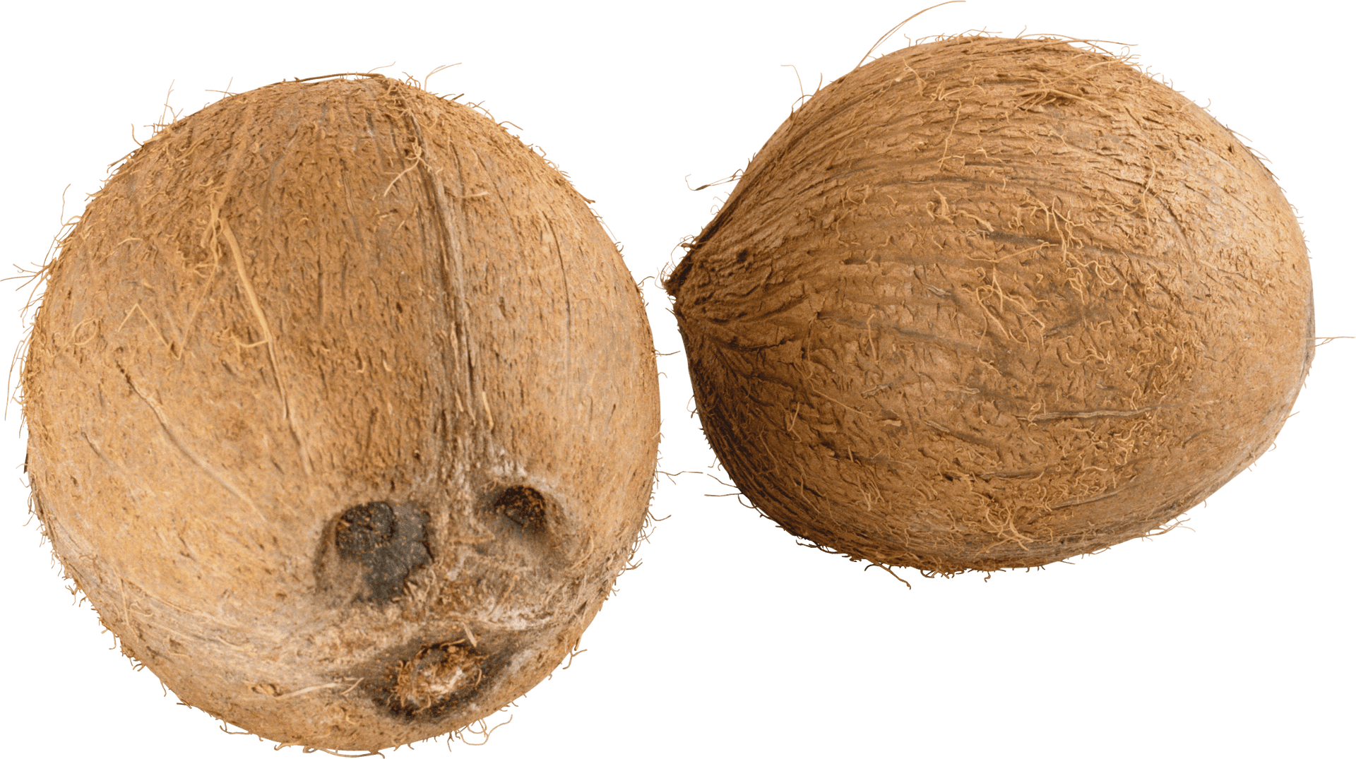 Two Whole Coconuts Transparent Background PNG