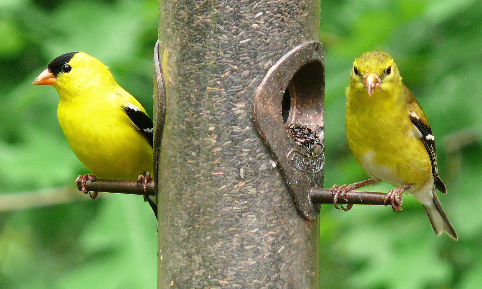 Two Yellow Birds On Pole Wallpaper