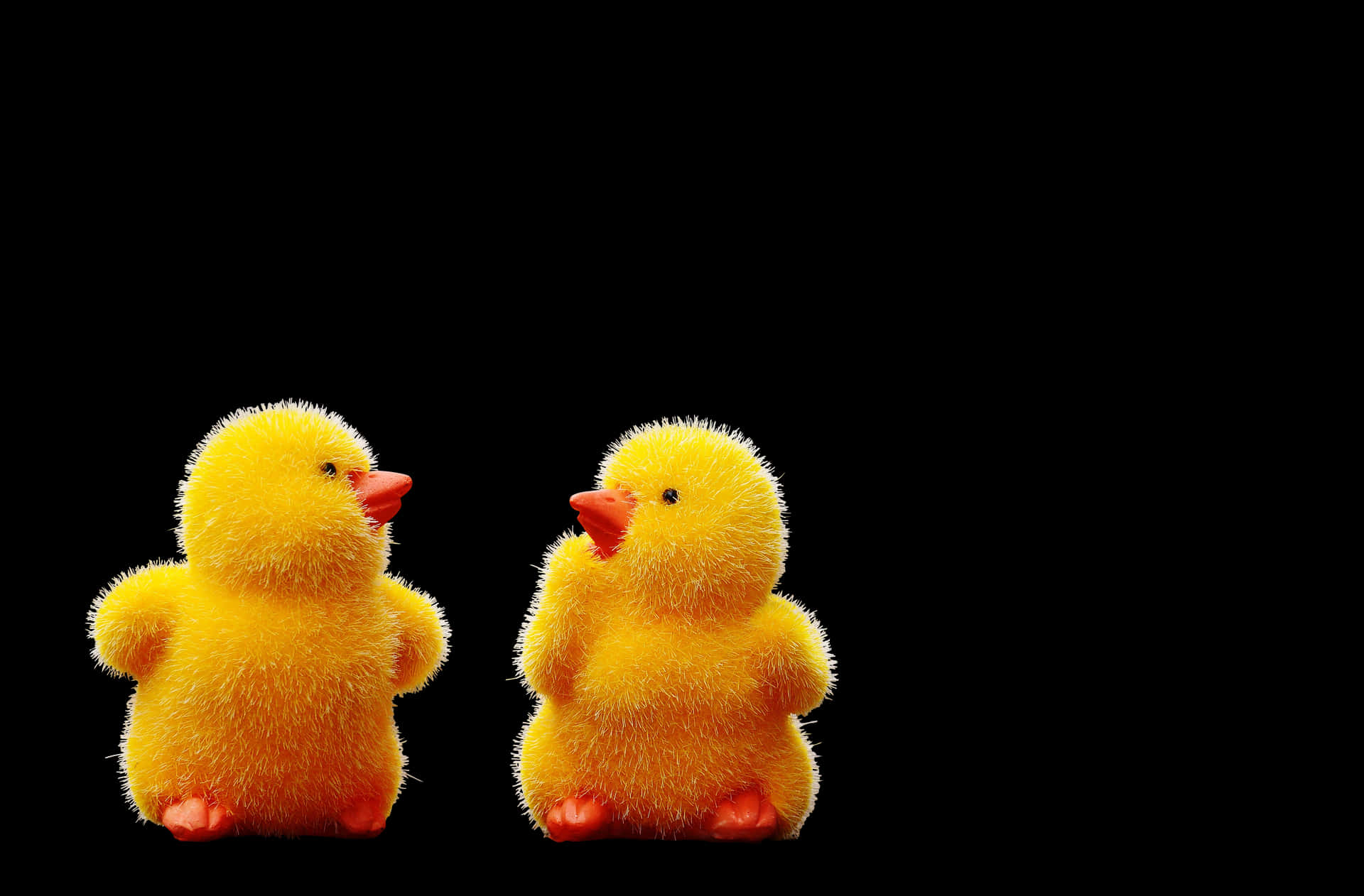 Two Yellow Chicks Black Background PNG