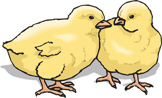 Two Yellow Chicks Illustration PNG