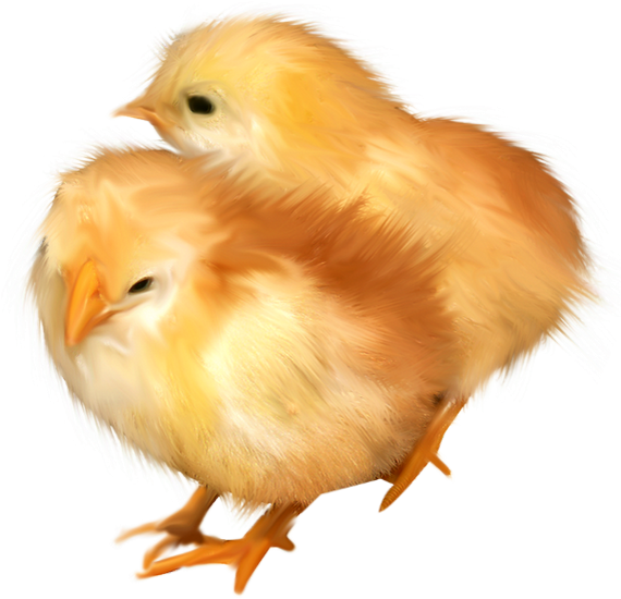Two Yellow Chicks Illustration PNG