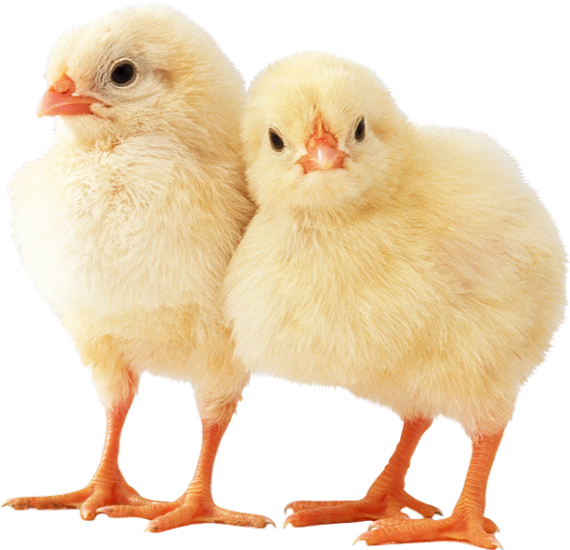 Two Yellow Chicks Standing PNG