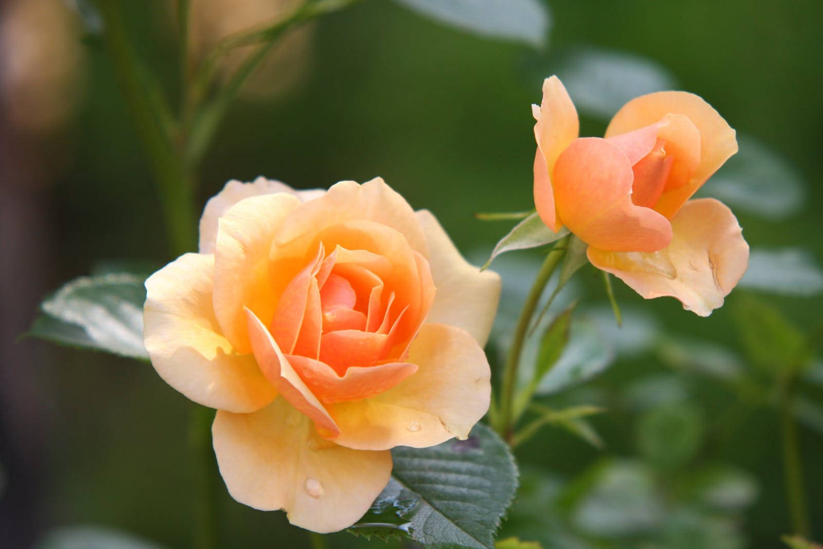 To gule roser blomster Wallpaper