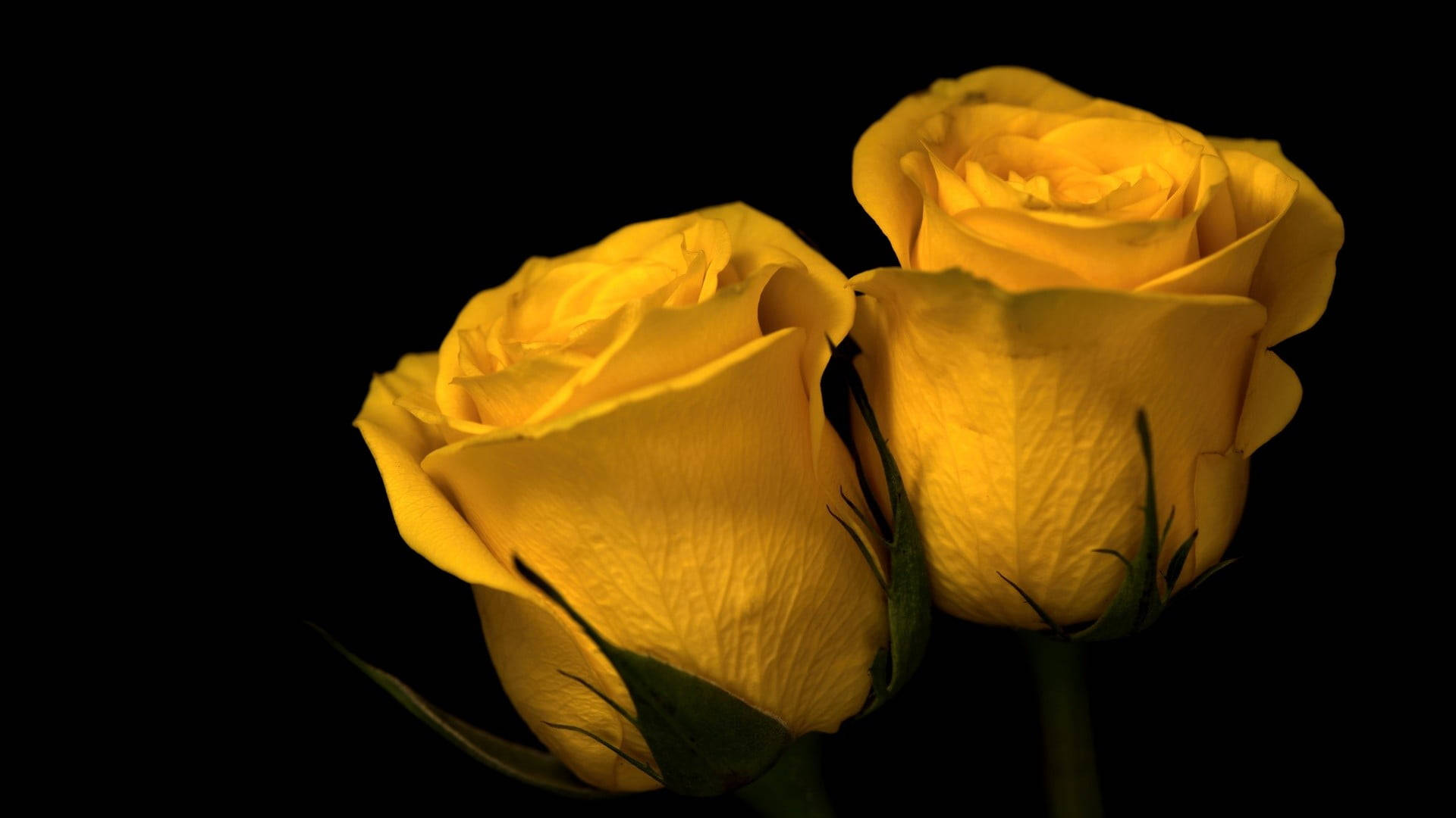 Two Yellow Roses Dark Hd Flowers Wallpaper