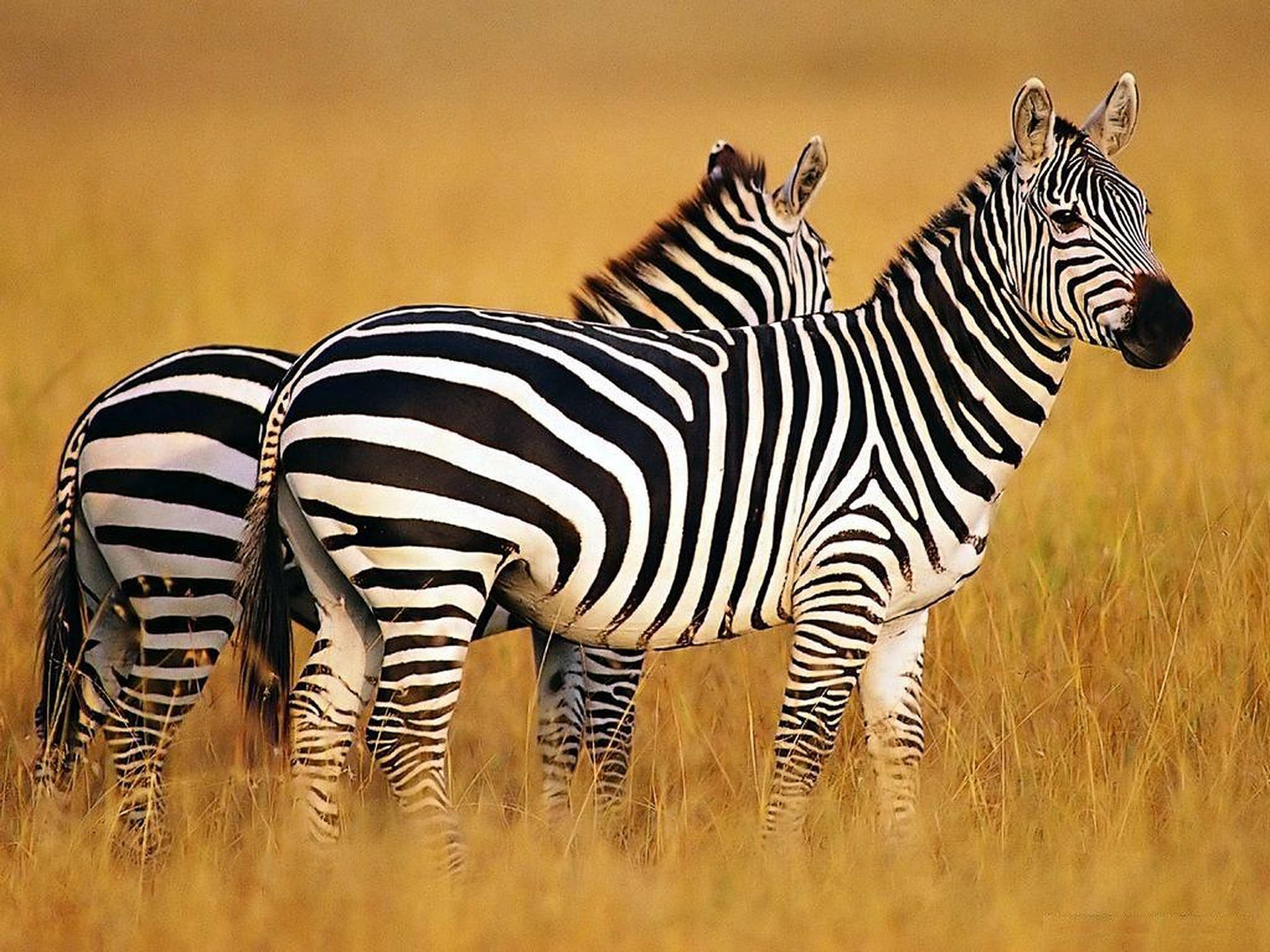 Two Zebra Wild Animals Wallpaper