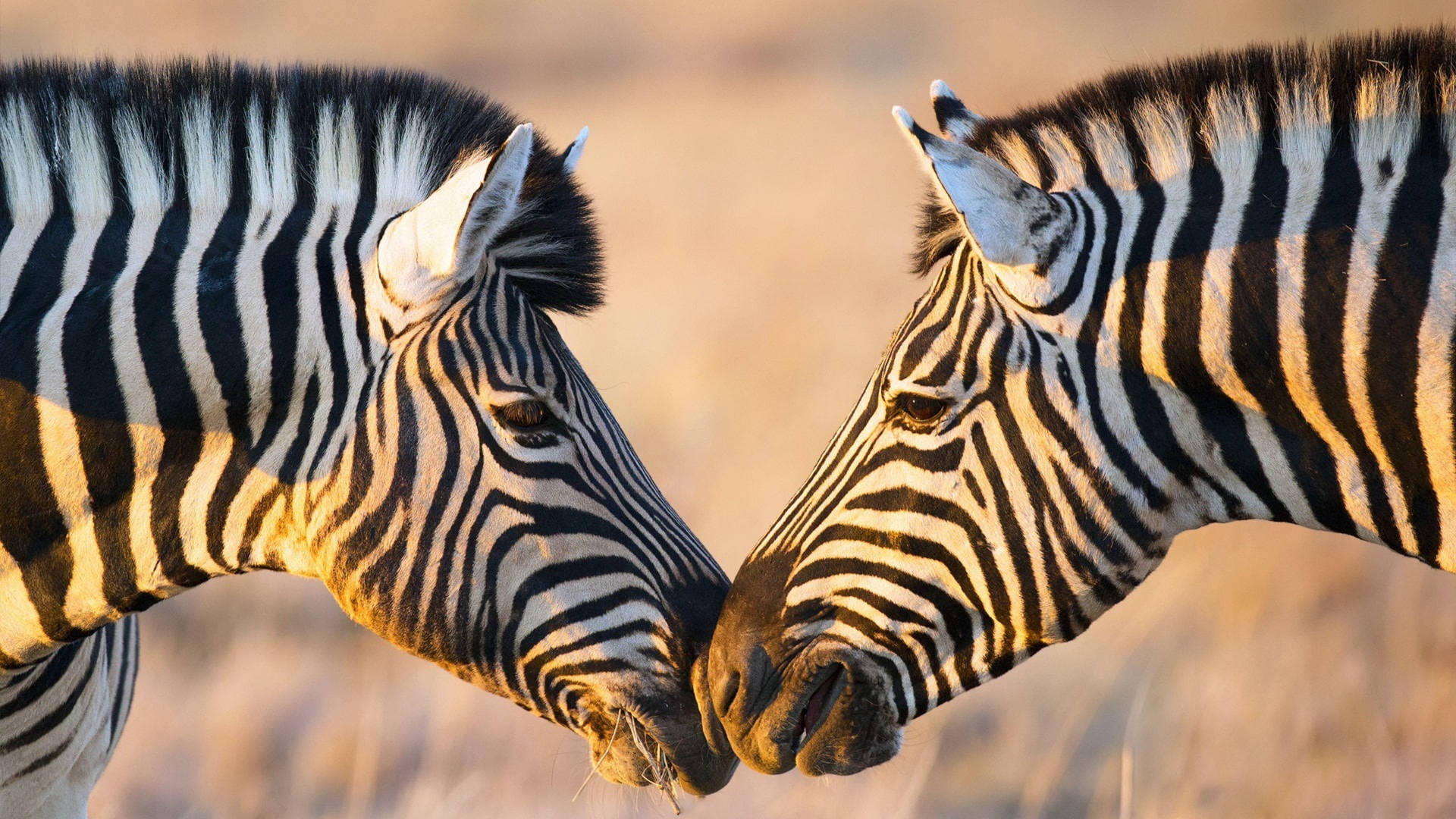 Two Zebras Face To Face Wallpaper
