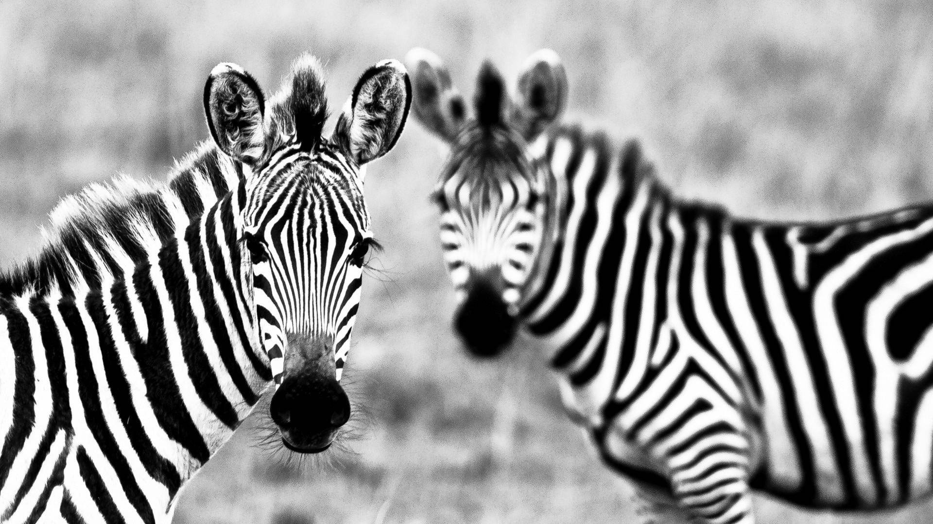 Two Zebras In Black And White Wallpaper