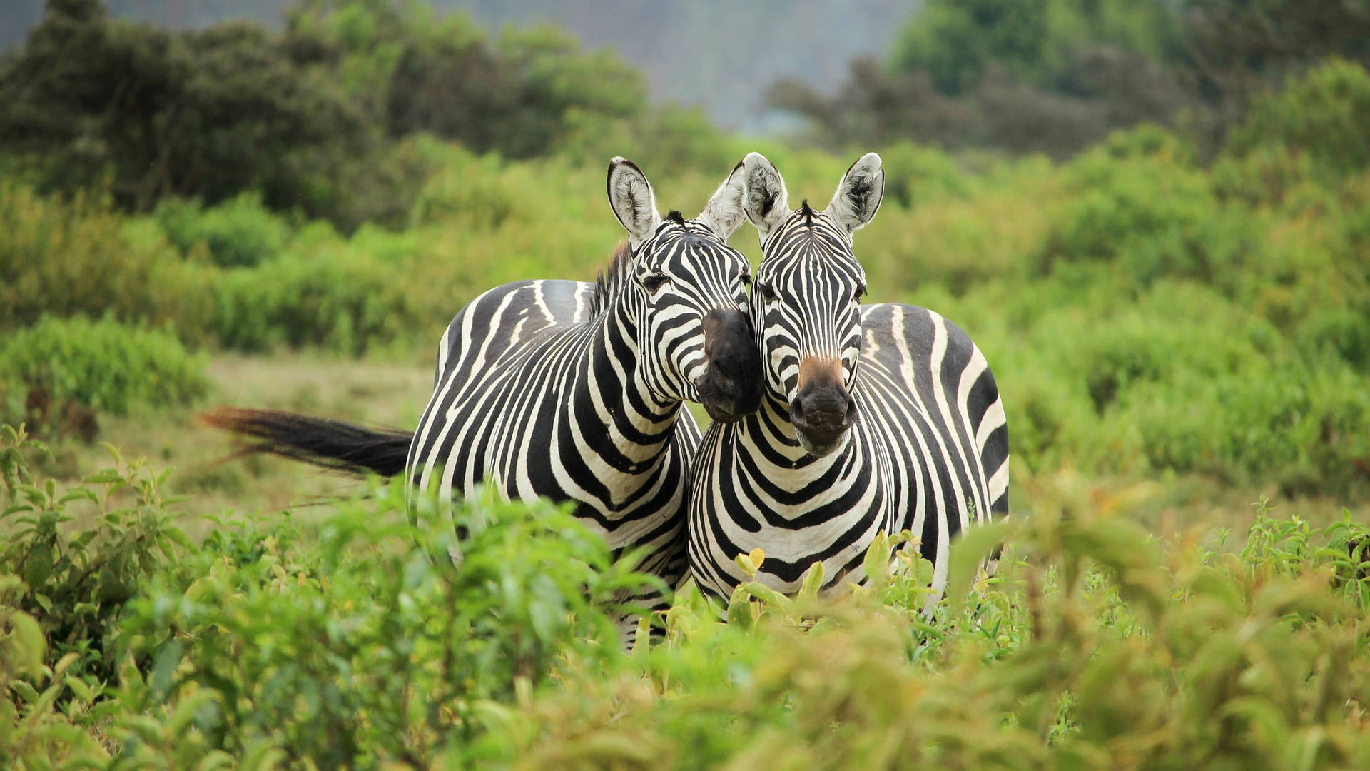 Two Zebras In Green Grassland Wallpaper