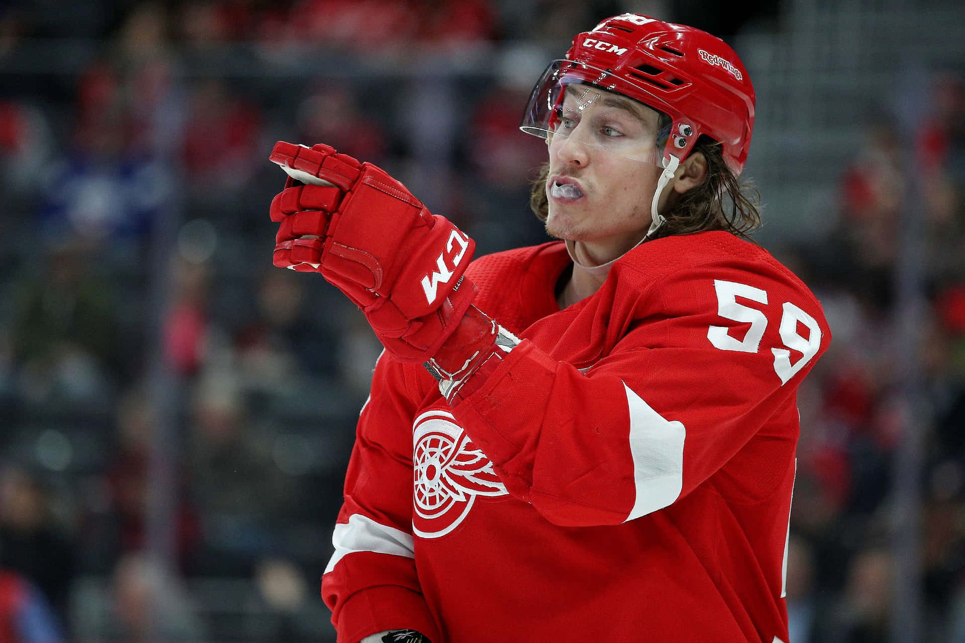 Download Tyler Bertuzzi in action with the Detroit Red Wings
