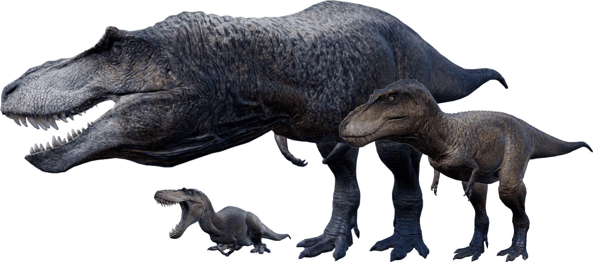 Tyrannosaurus Rex Family Evolution PNG