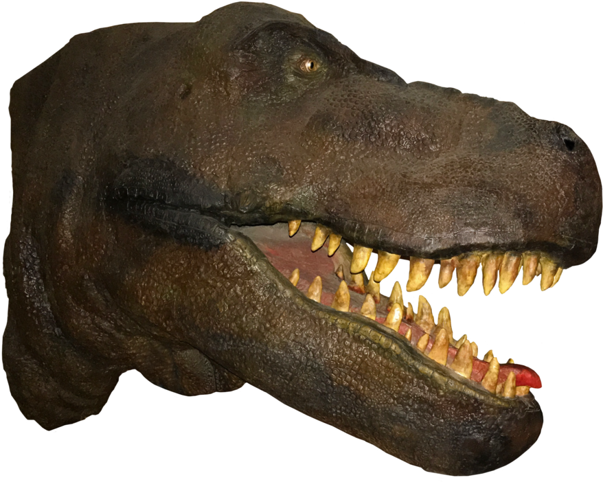 Tyrannosaurus Rex Head Model PNG