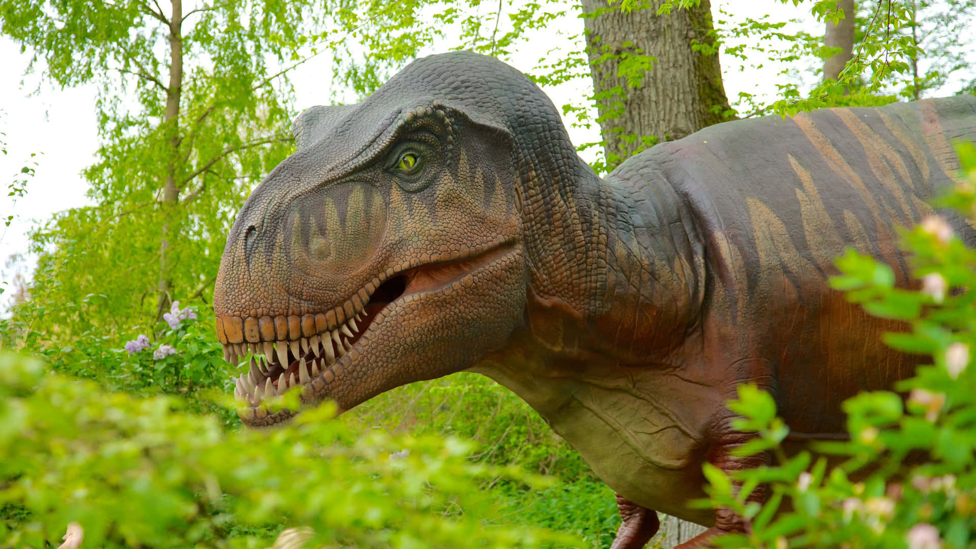 Tyrannosaurus Rex Model Woodland Park Zoo Wallpaper