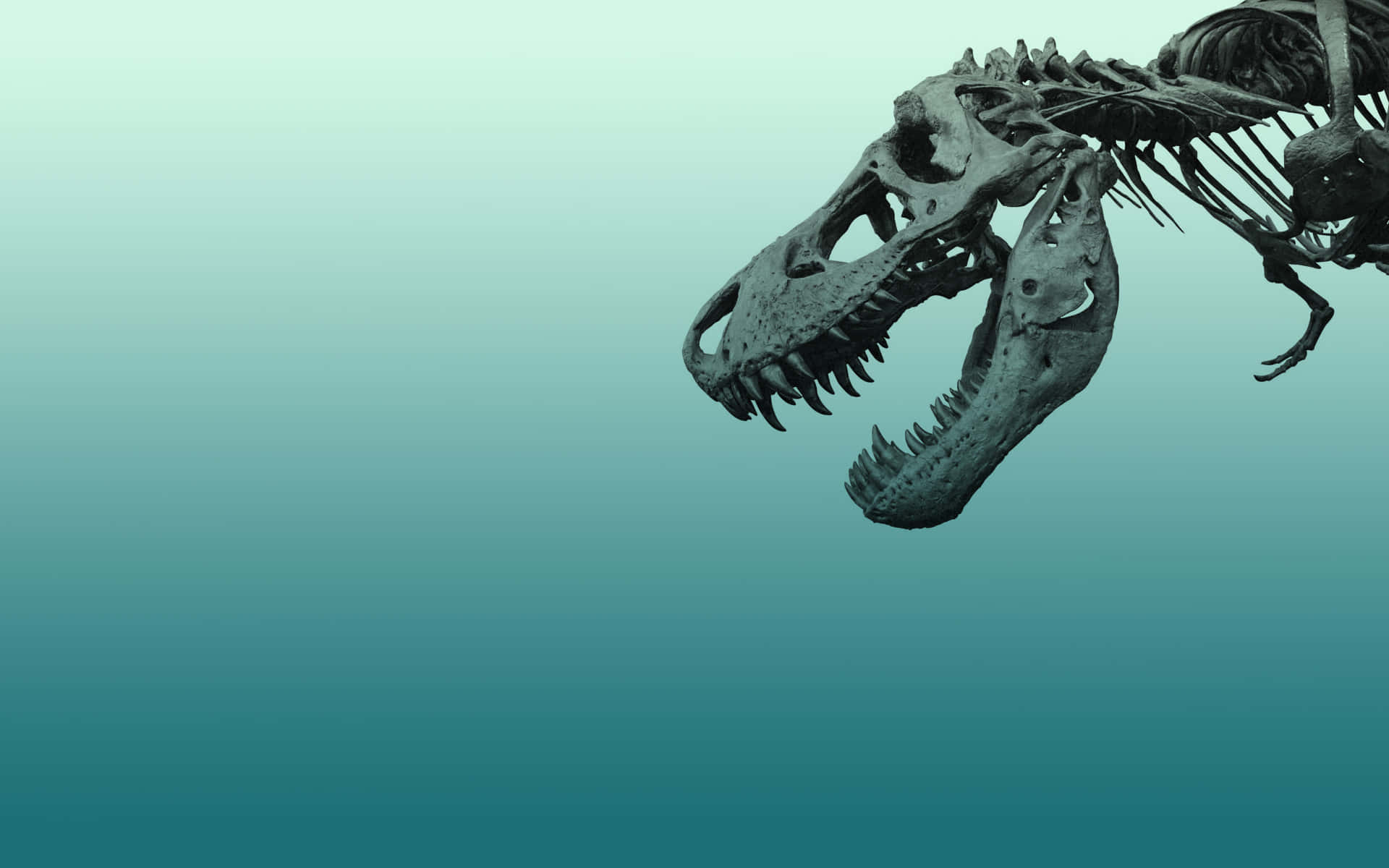 Tyrannosaurus Rex Skeleton Exhibit Wallpaper