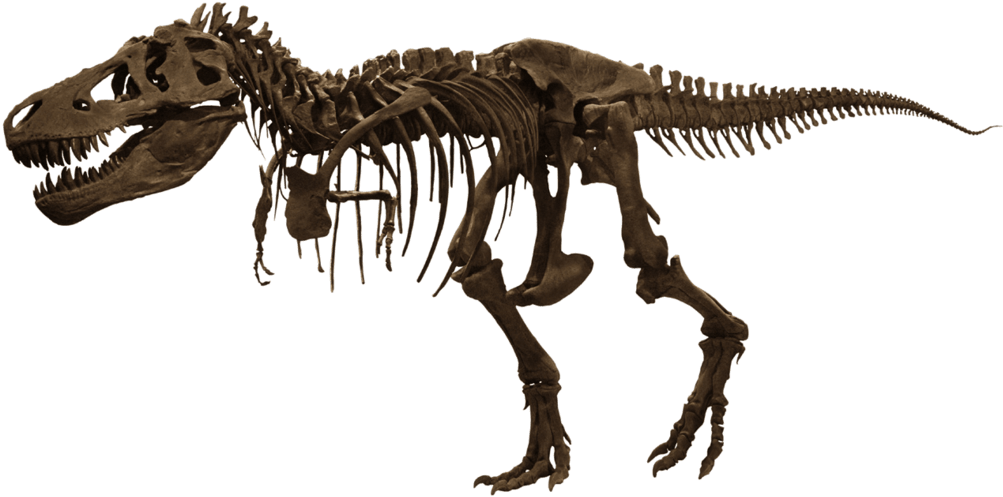 Tyrannosaurus Rex Skeleton Exhibit PNG