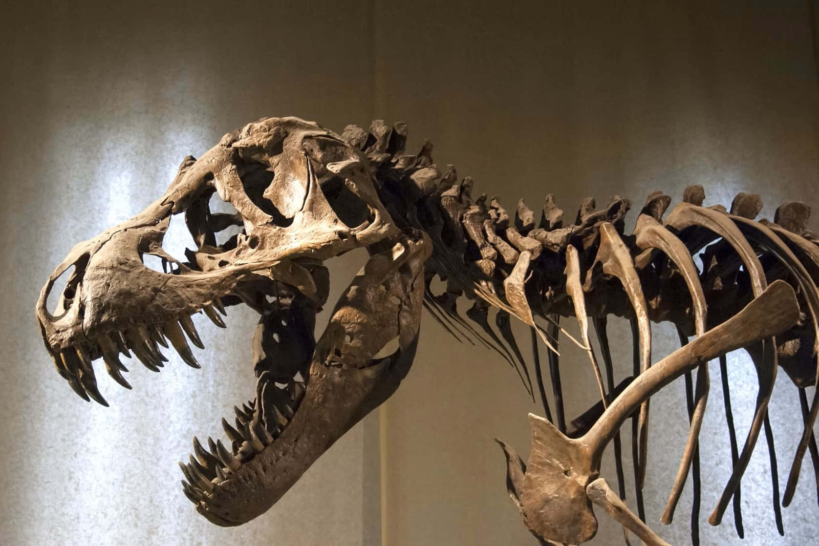 Tyrannosaurus Rex Skeleton Natural History Museum L A Wallpaper