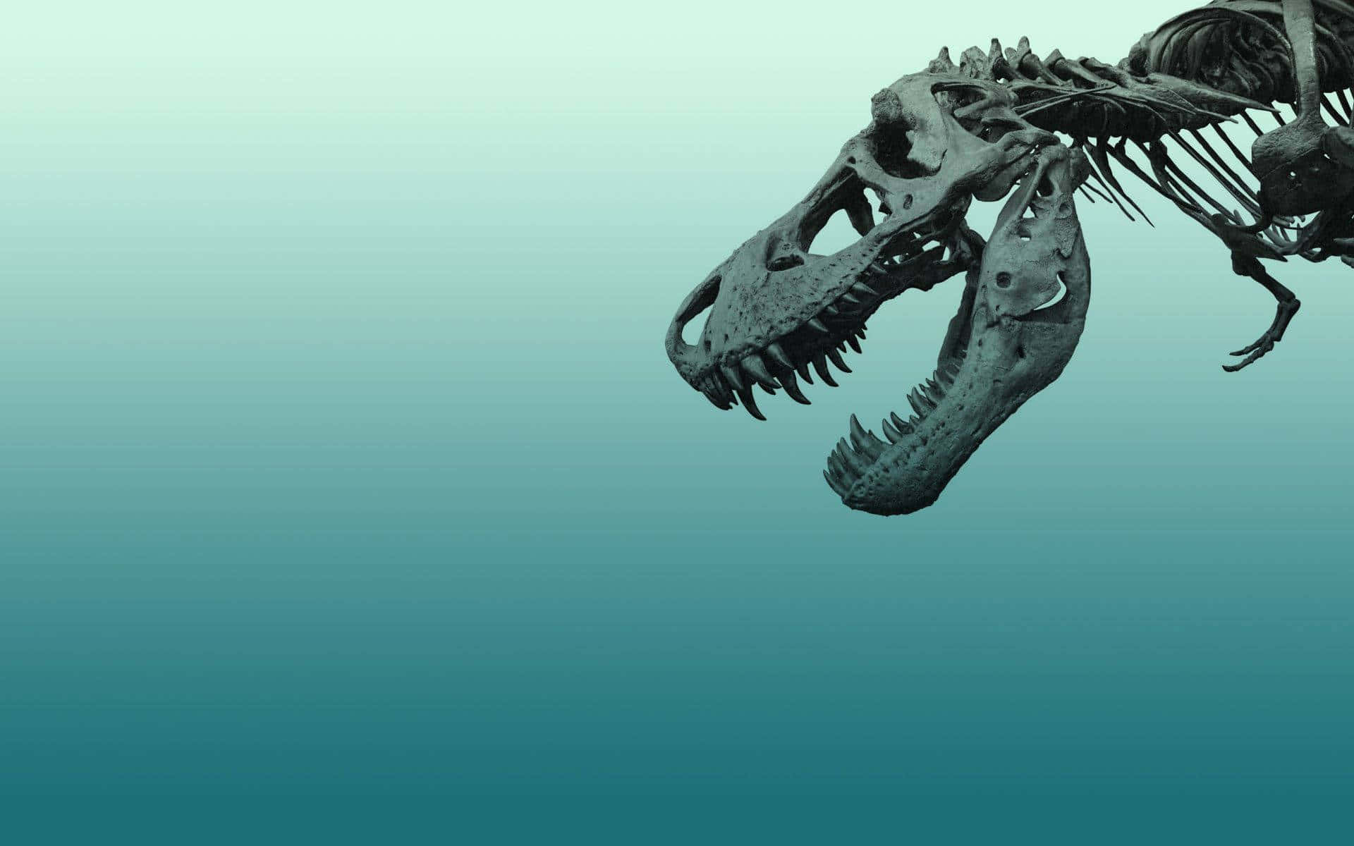 Tyrannosaurus Rex Skeleton Profile Wallpaper