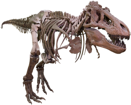 Tyrannosaurus Rex Skeleton Profile PNG