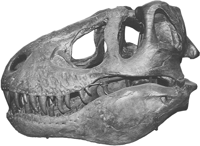 Tyrannosaurus Rex Skull Fossil PNG