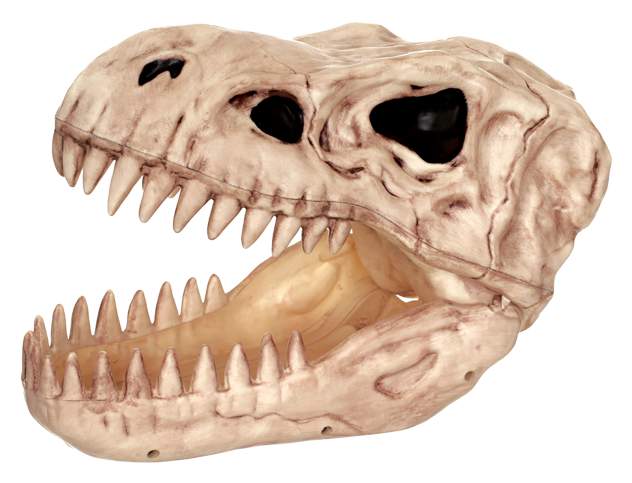 Tyrannosaurus Rex Skull Replica PNG