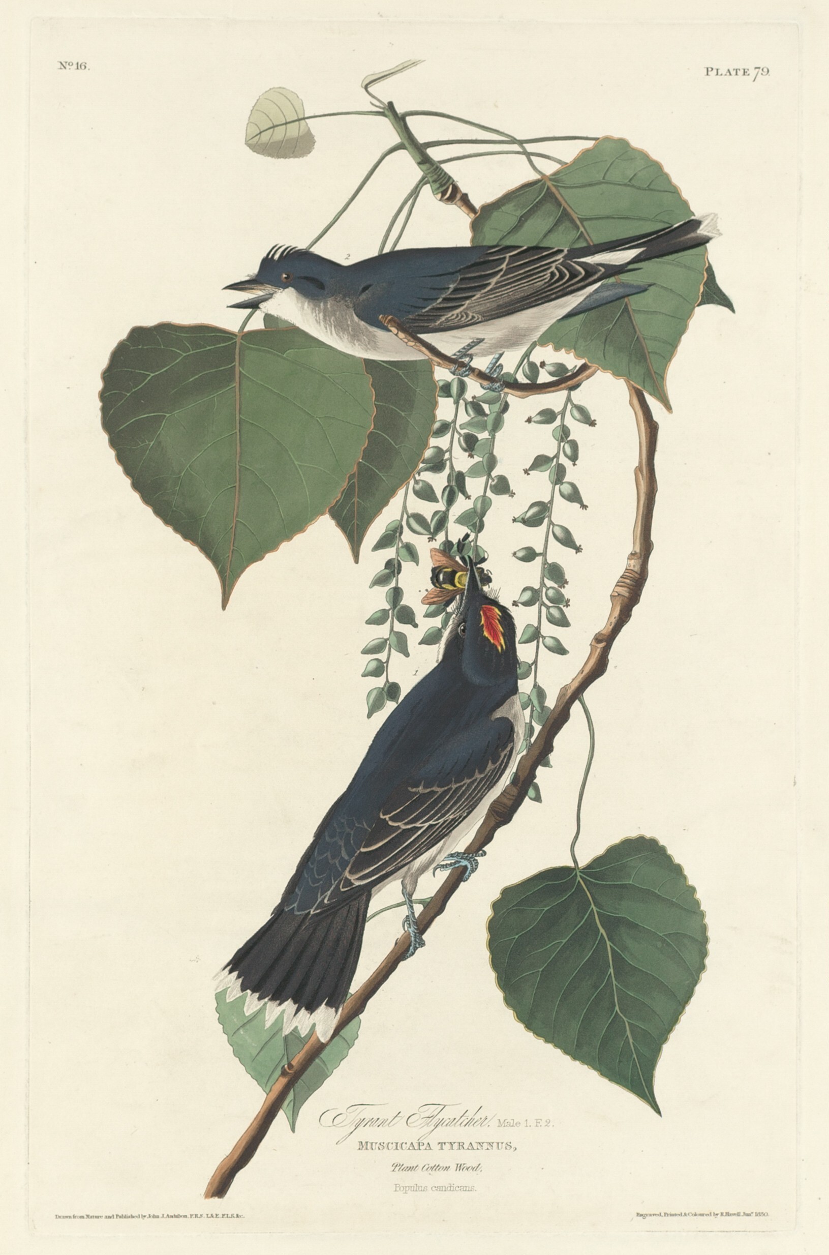 Tyrant Flycatcher Wallpaper
