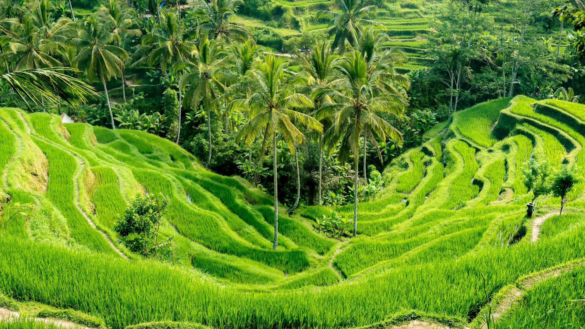 Ubud Rice Terraces Bali Indonesia Background