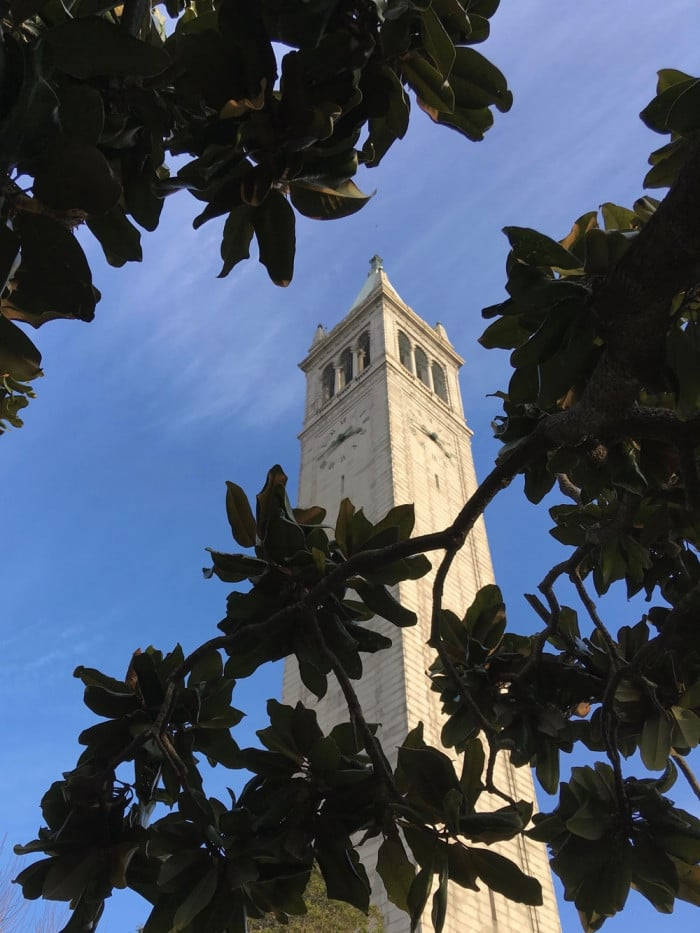 Ucb Leaves And Sather Tower Wallpaper