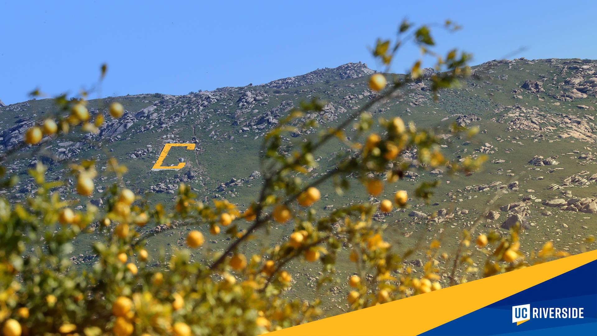 Ucr Tree With Mountain View Wallpaper