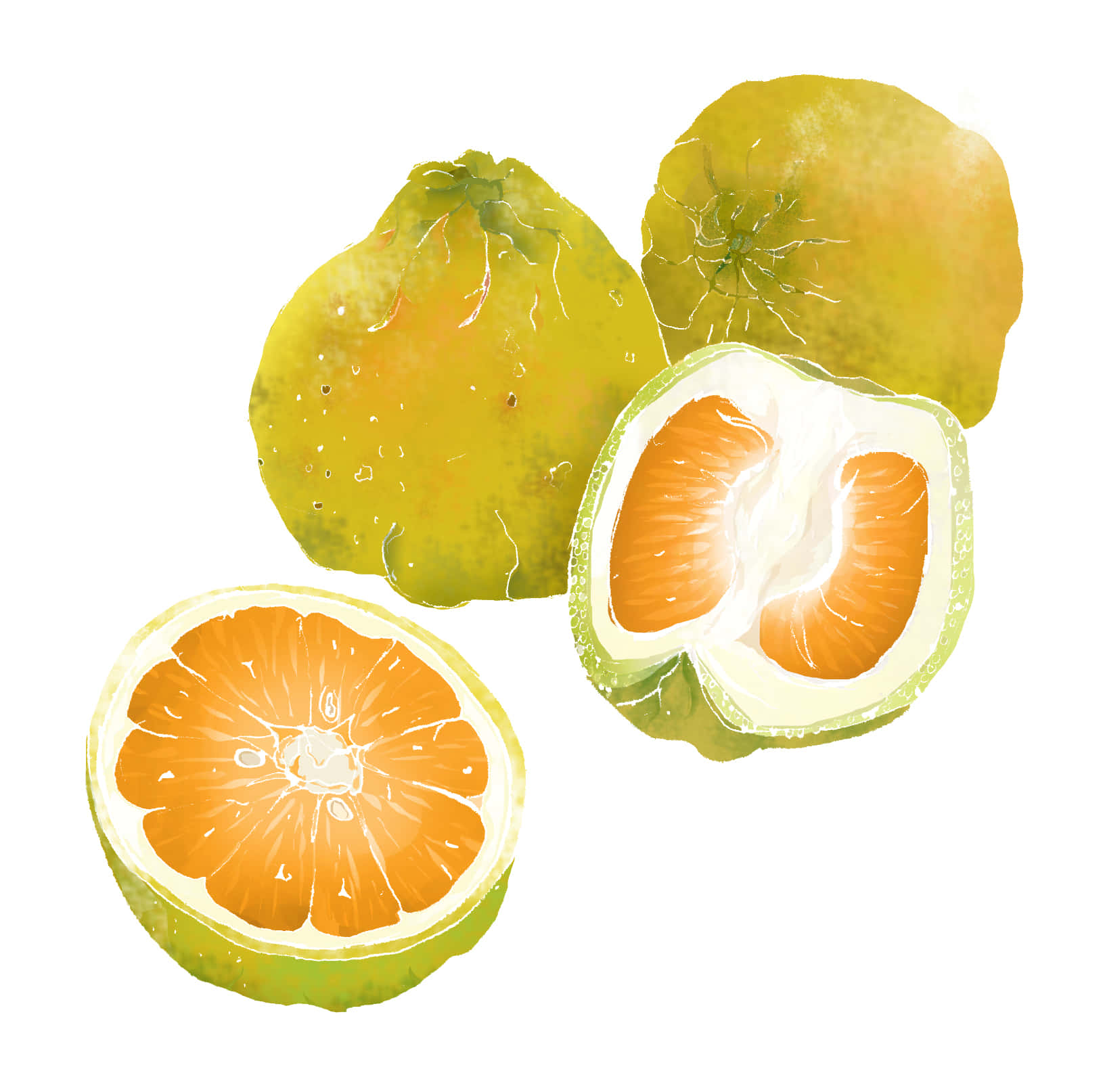 Ugli Citrus Frugter Digital Kunst Vægudsmykning Wallpaper