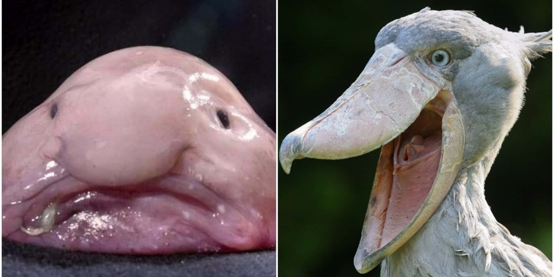 En stork med en stor mund og en stork med en stor mund