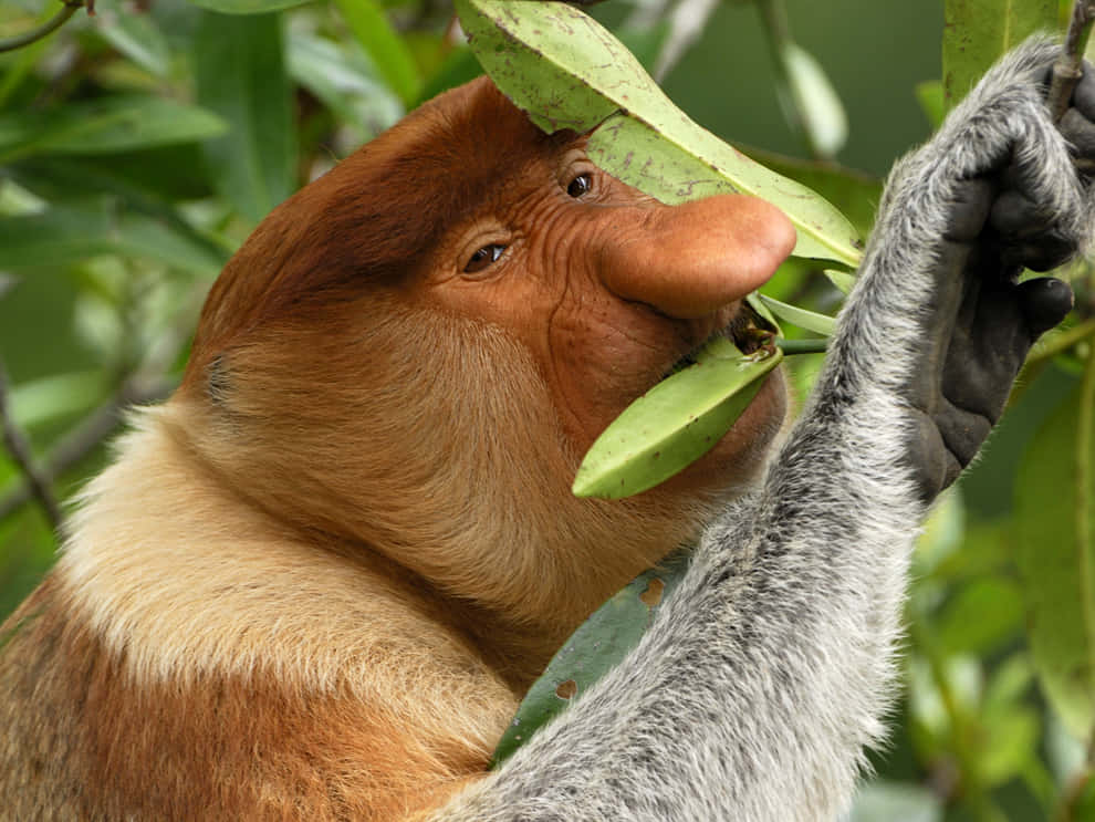 A Monkey Eating Leaves