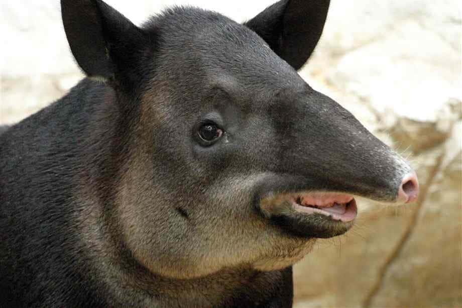Tapirhässliche Tierbilder