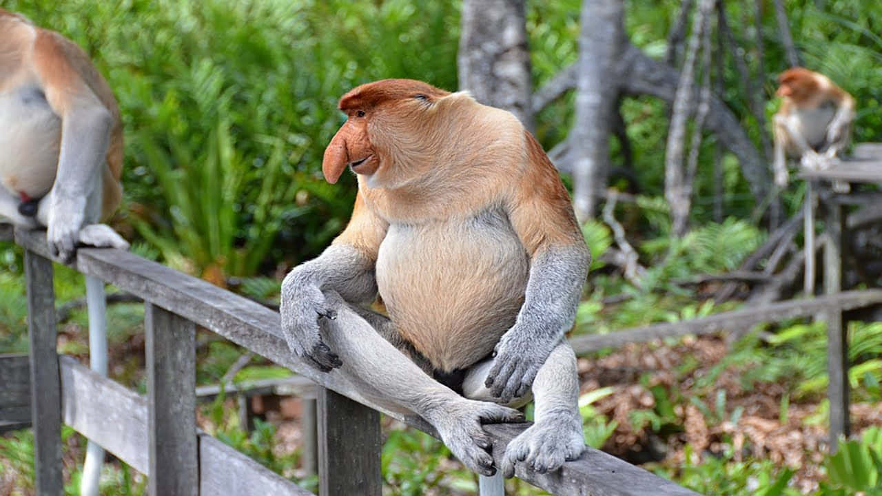 Affen,die Auf Einem Hölzernen Geländer Sitzen