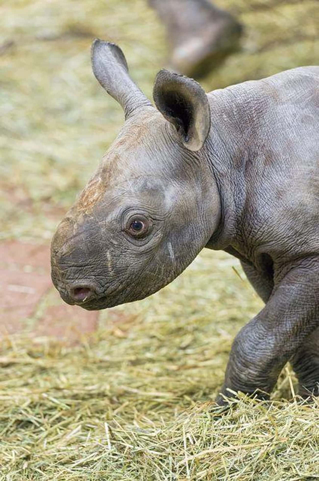 Even the Ugliest of Animals is Beautiful in its Own Way
