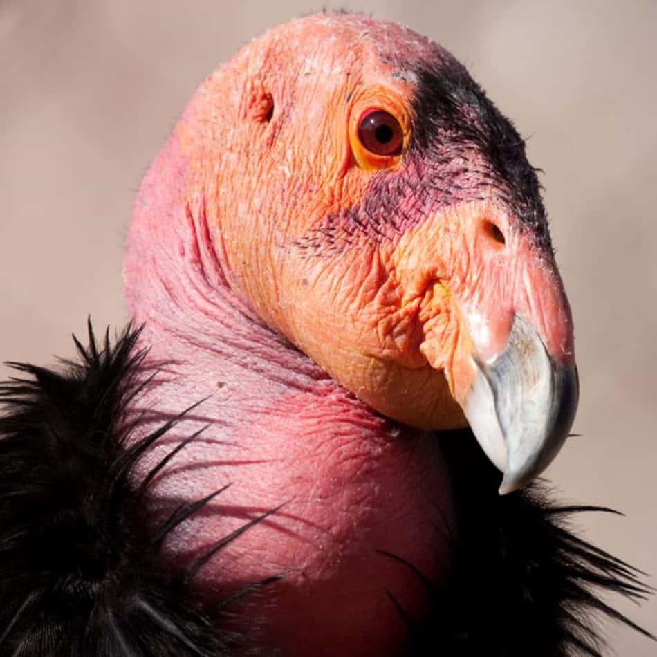 A Vulture With A Pink Face