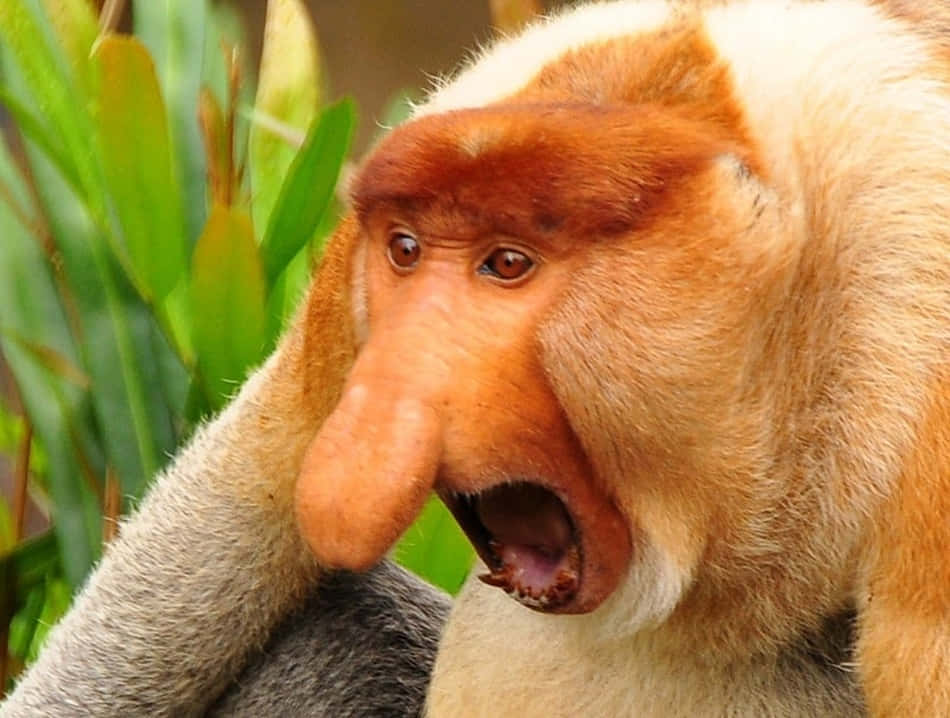 A Monkey With Its Mouth Open Is Sitting In A Tree