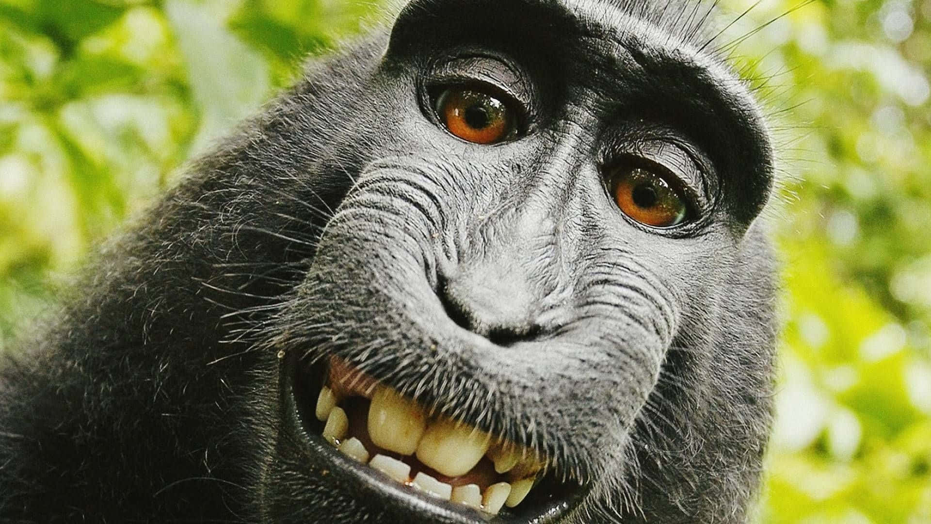 En abe smiler og kigger på kameraet.