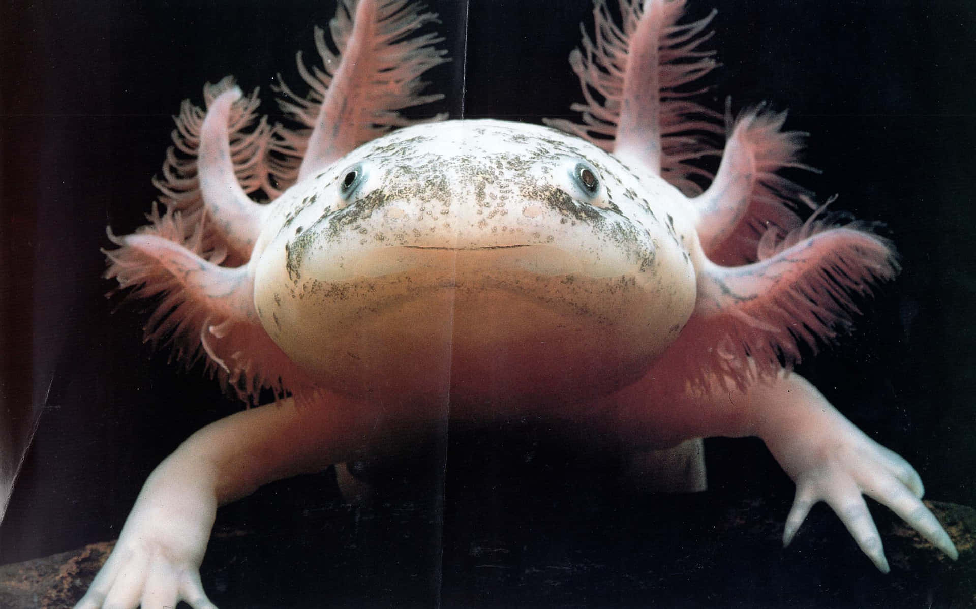 Axolotlhässliche Tierbilder