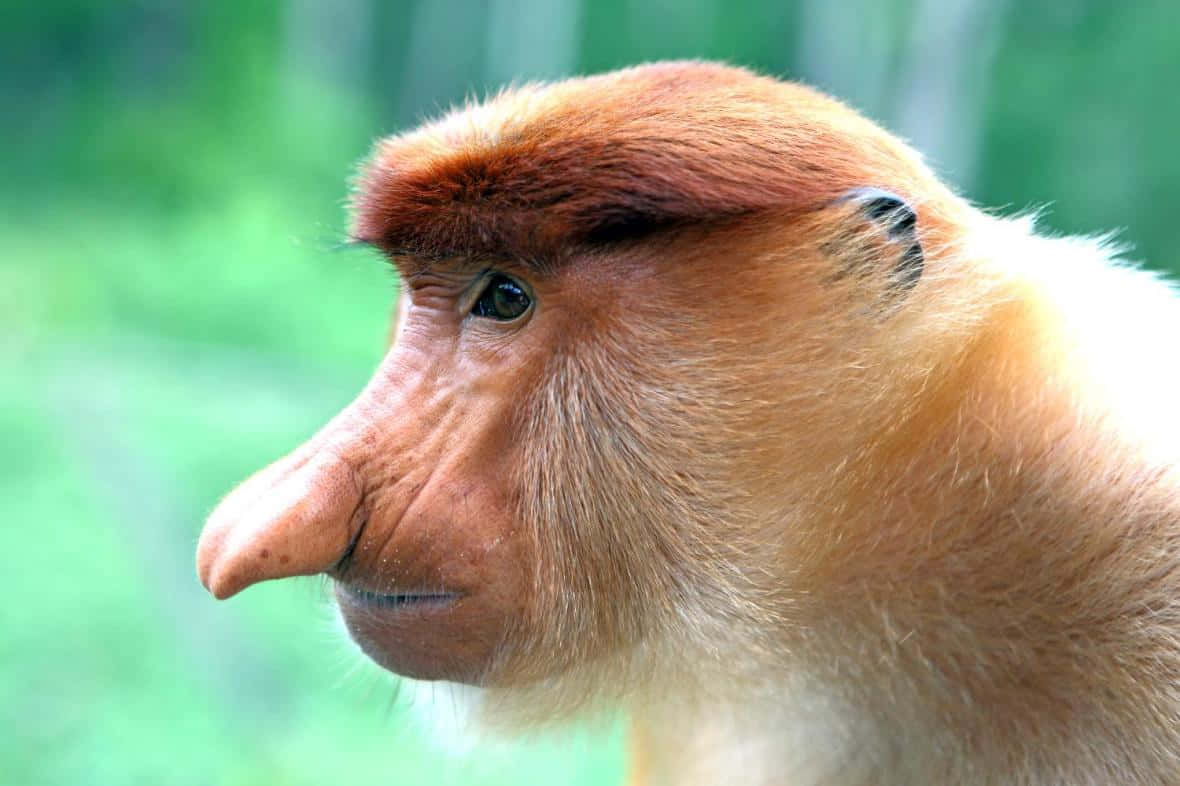 En abe med en lang næse, der kigger ud i skoven.