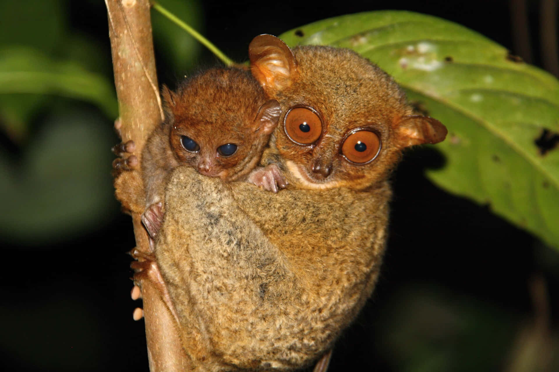 A Baby Tarsier Is Sitting On A Branch