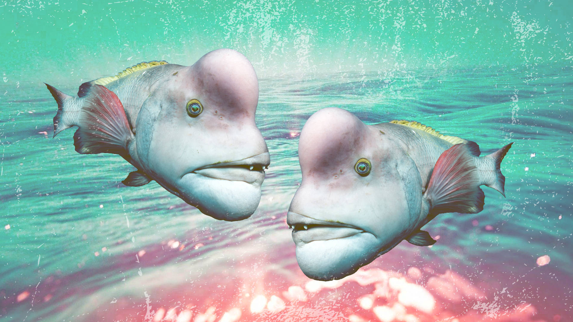 Ugly Bumphead Parrotfish Picture