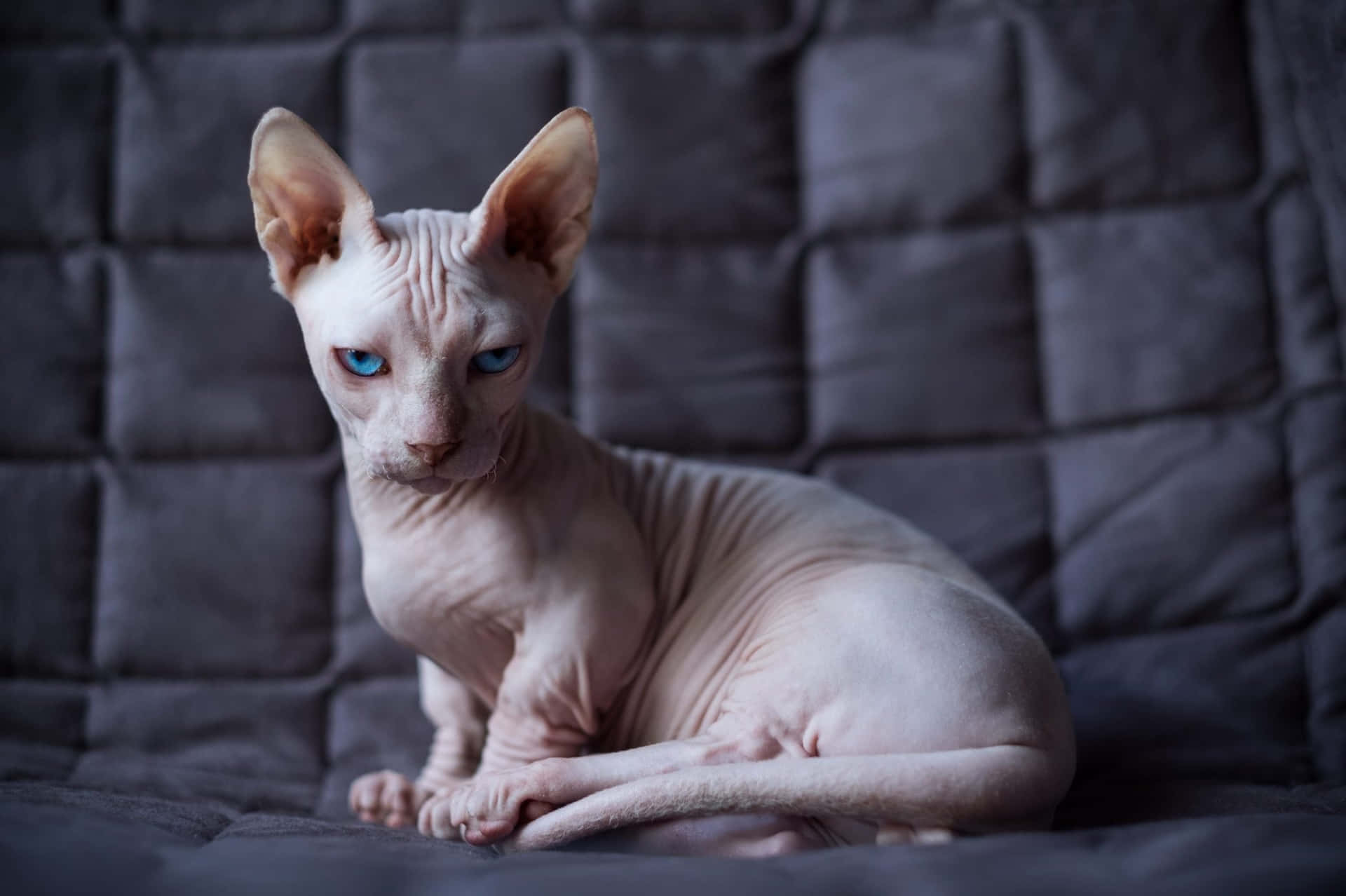A Sphynx Cat With Blue Eyes Sitting On A Couch