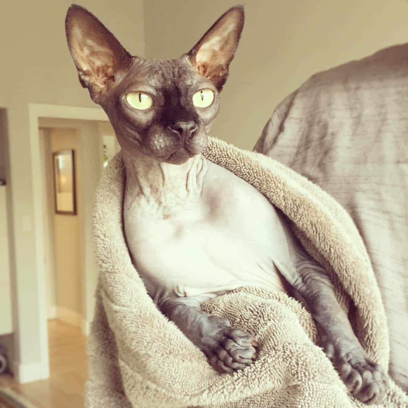 En kat bliver holdt op i et håndklæde