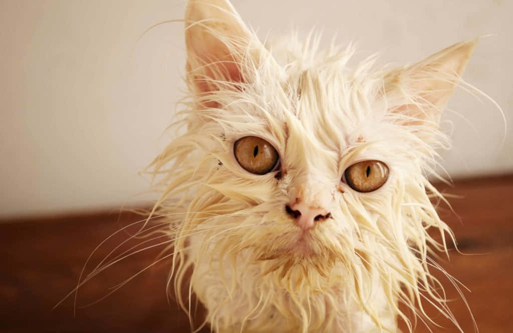 A White Cat With Wet Hair